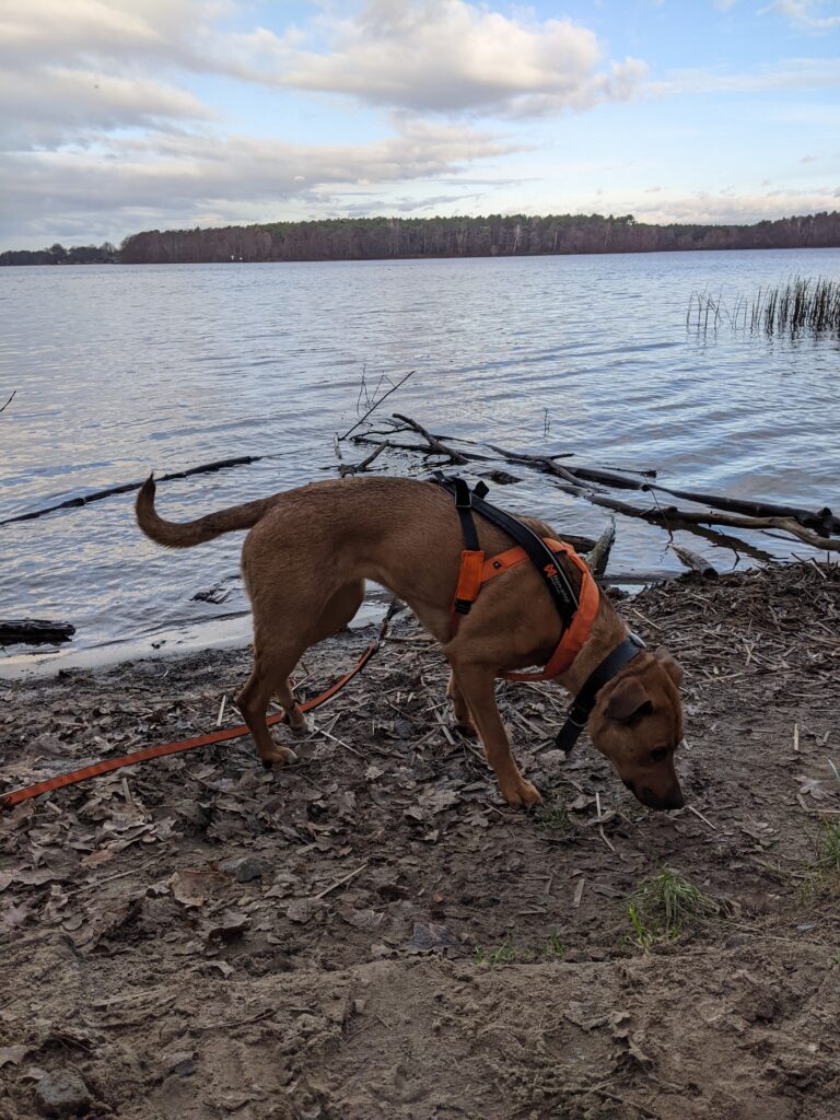 Hund steht am Seeufer und schnüffelt am Boden.